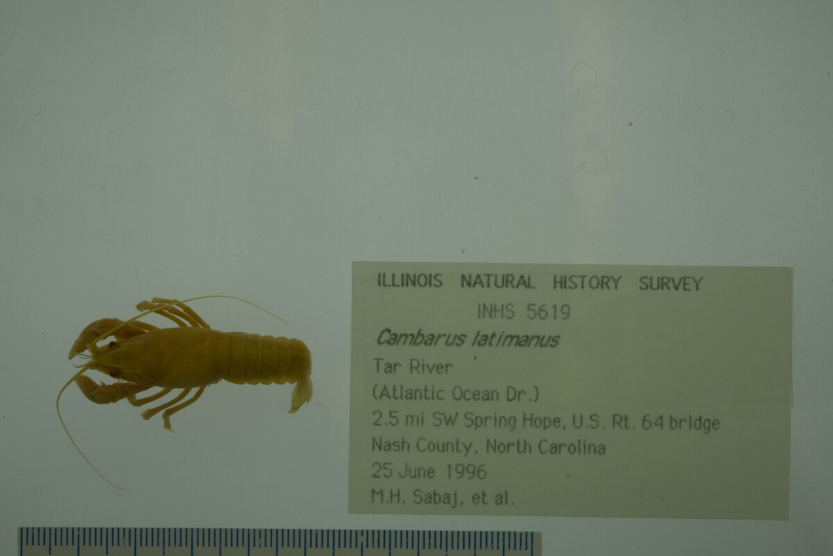 Cambarus latimanus image